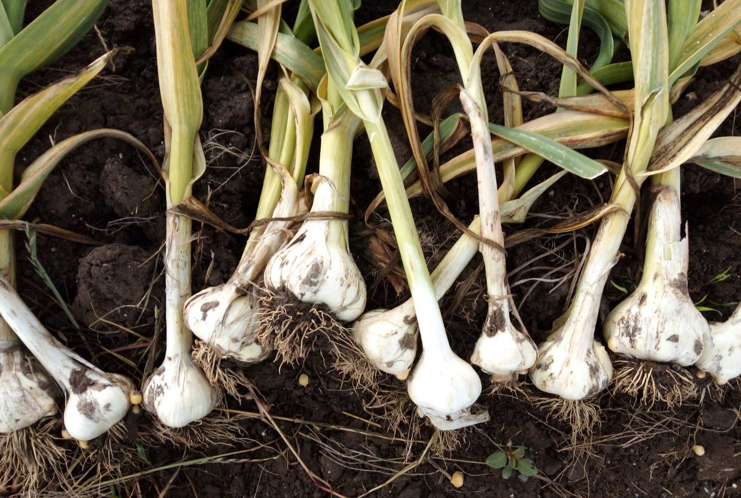 Organic Elephant Garlic immediately after being harvested from the ground